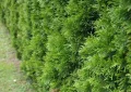 thuja