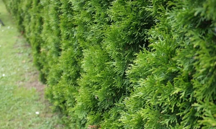 thuja