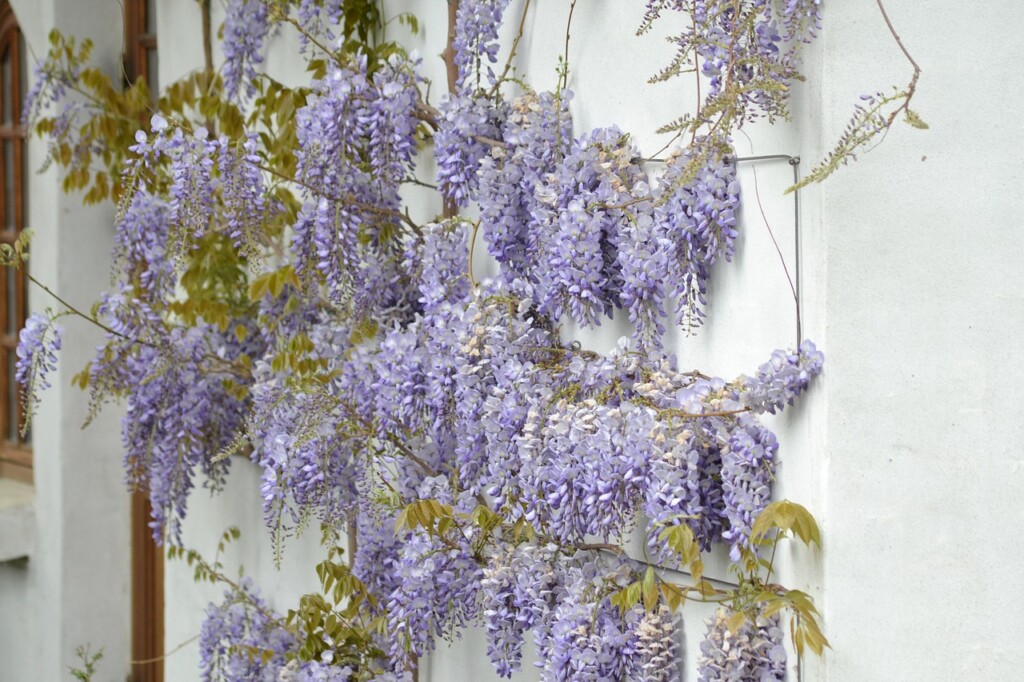 wisteria