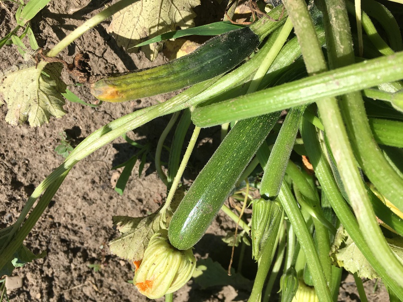 Zucchini