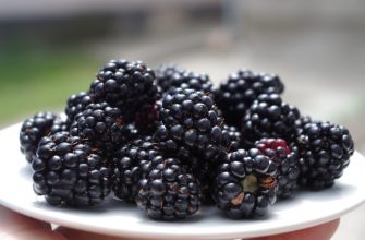 blackberries