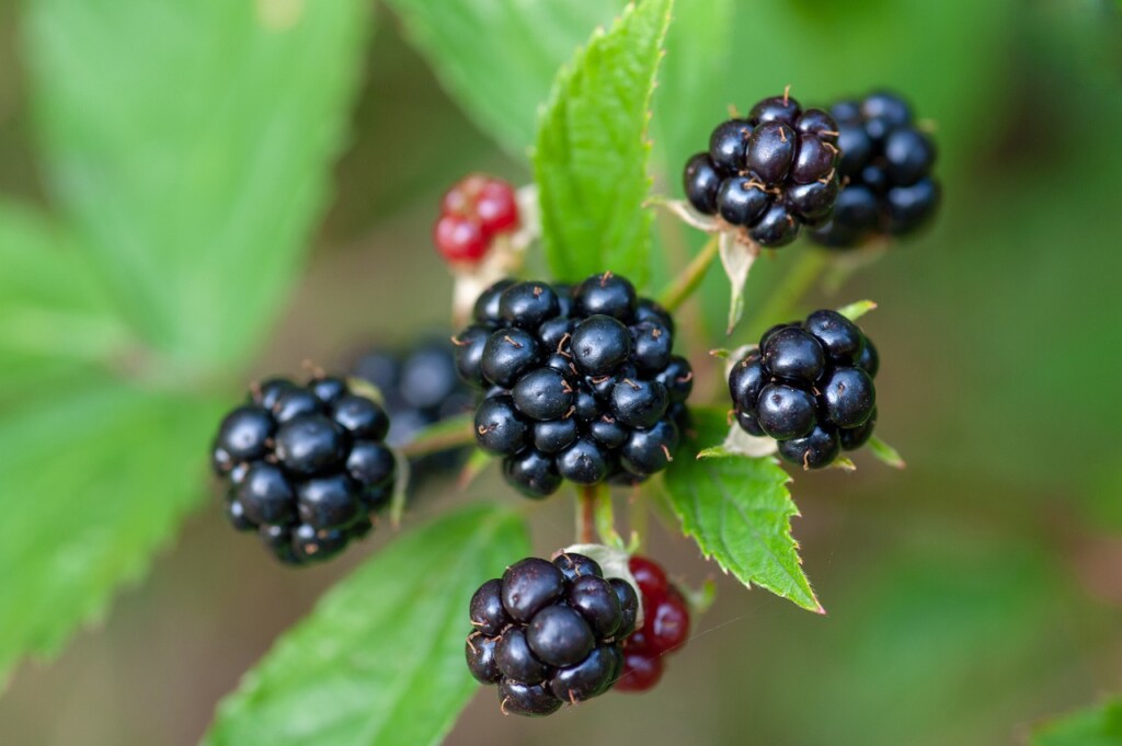 blackberries