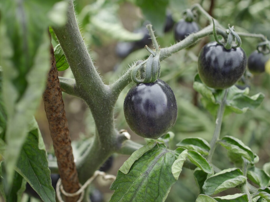 Black tomatoes 