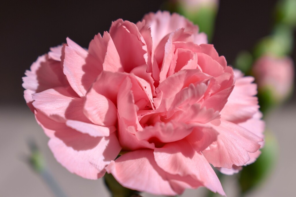 carnation