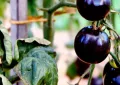 Black tomatoes