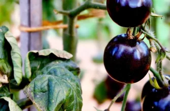 Black tomatoes