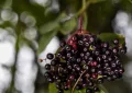 Elderberry