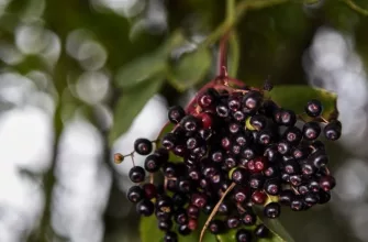 Elderberry