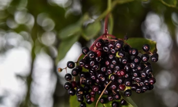 Elderberry