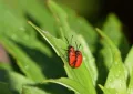 Scarlet lily beetle