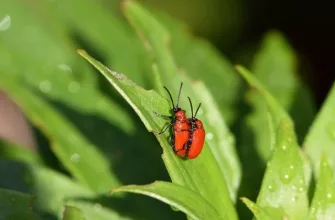 Scarlet lily beetle