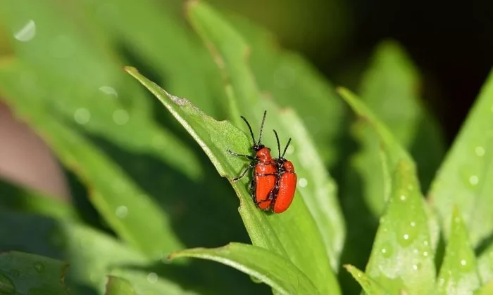 Scarlet lily beetle