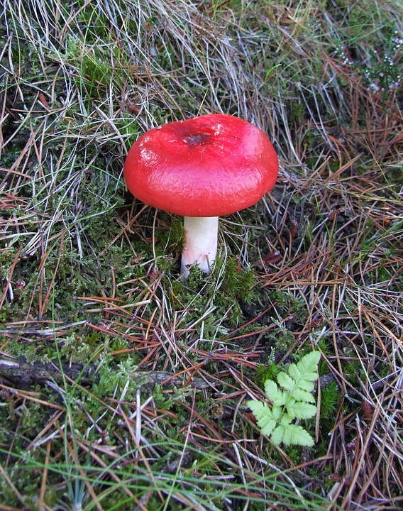 mushroom