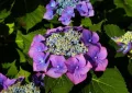 hortensia