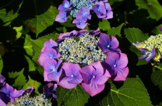 hortensia