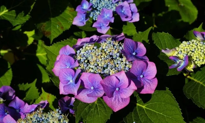 hortensia