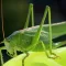 Grasshoper
