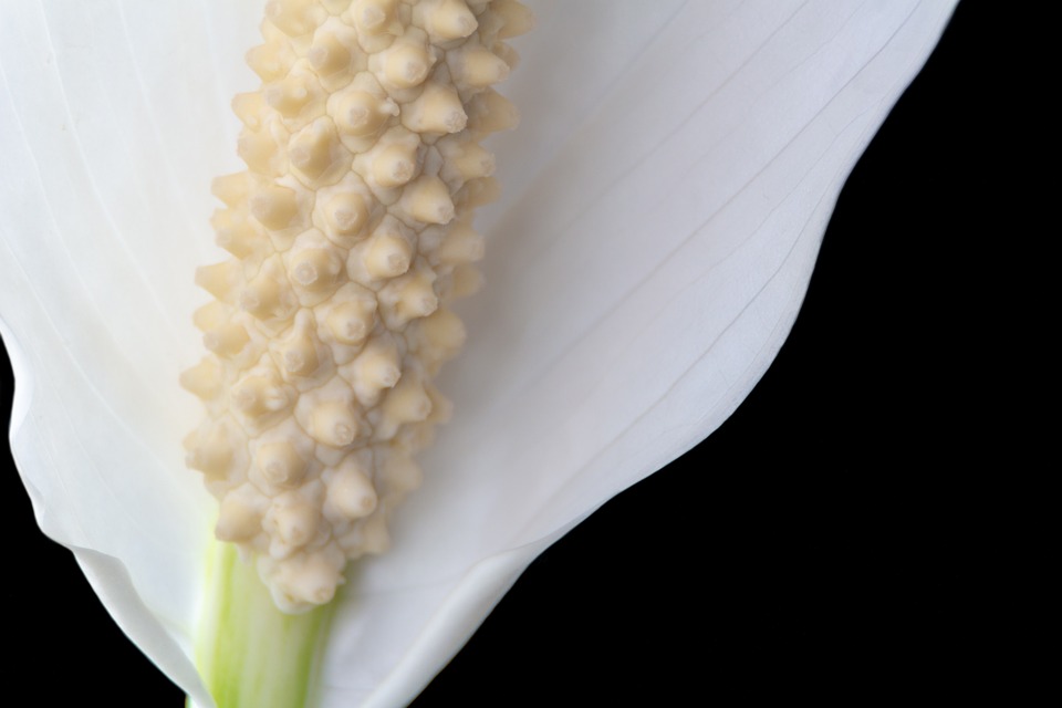 Spathiphyllum