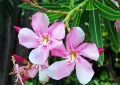 Oleander