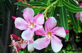 Oleander