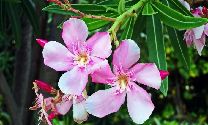 Does your oleander fail to bloom? Find out what is wrong!