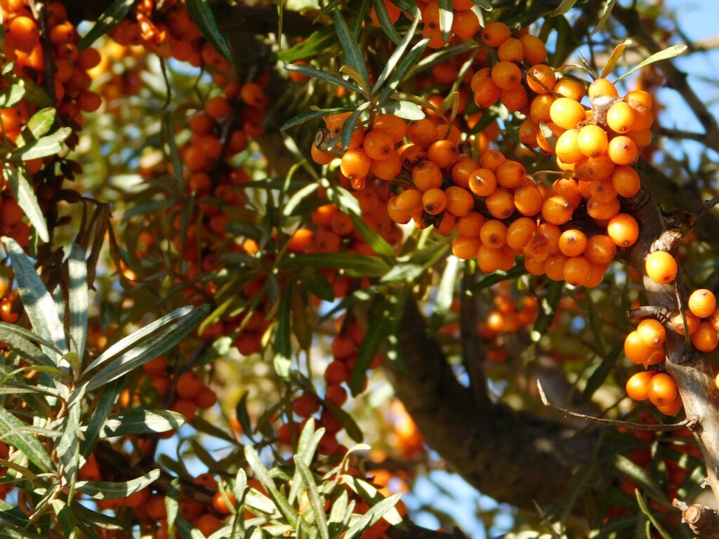 sea-buckthorn