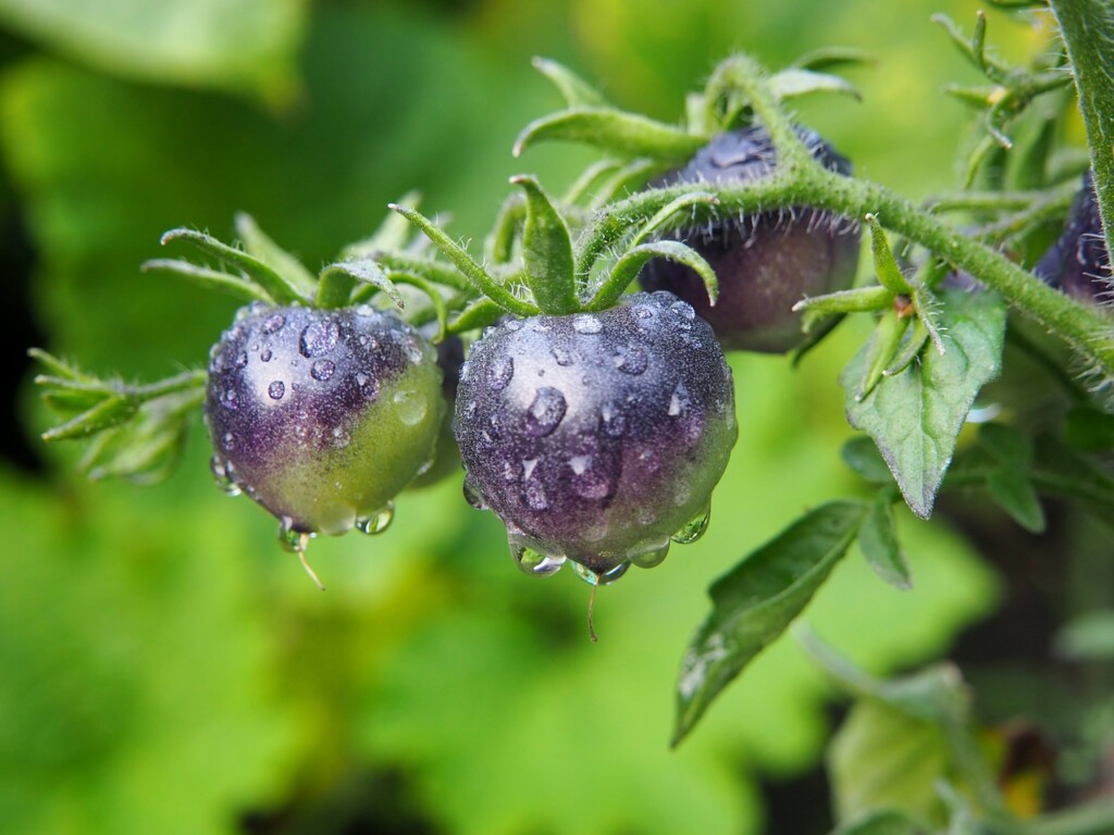 Black tomatoes 