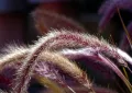 Ornamental grasses