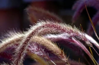 Ornamental grasses