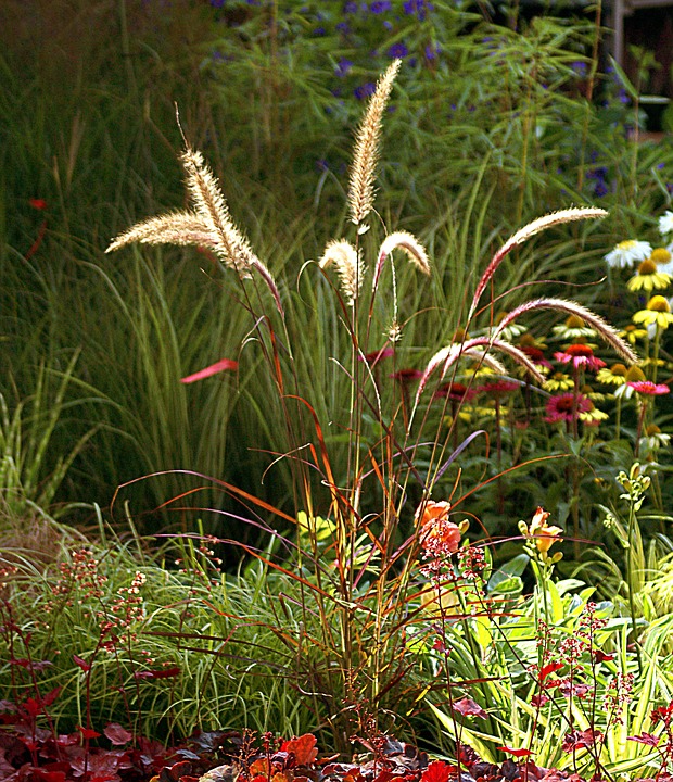 Ornamental grasses