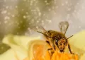 bee