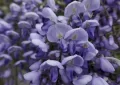 Wisteria