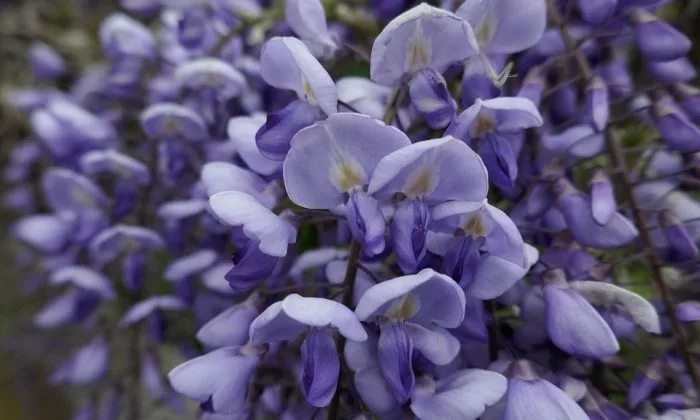 Wisteria