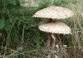 Parasol mushroom