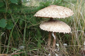 Parasol mushroom