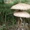 Parasol mushroom