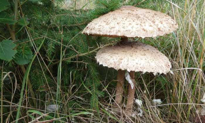 Parasol mushroom