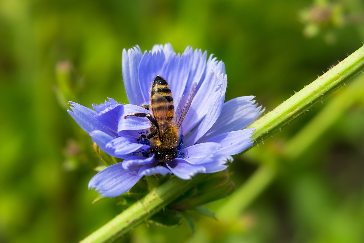 chicory