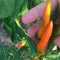 chilli