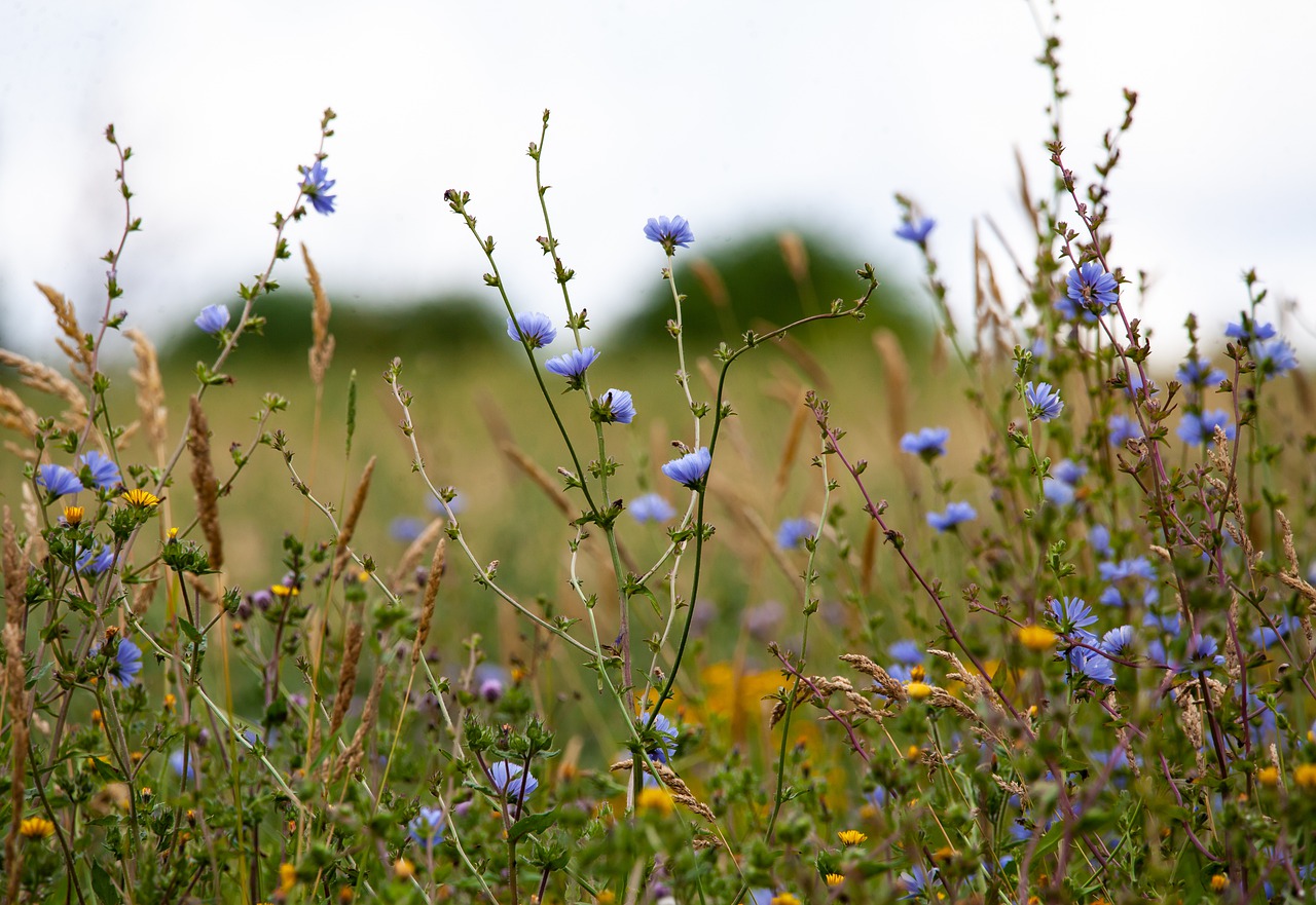 cichorium