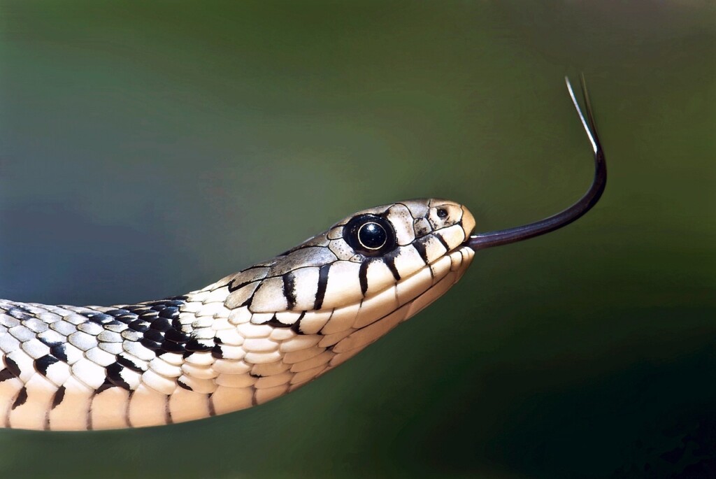 european-grass-snake