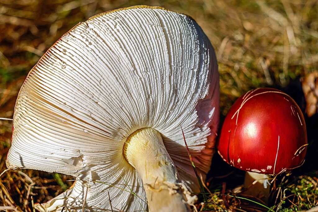 Amanita muscaria