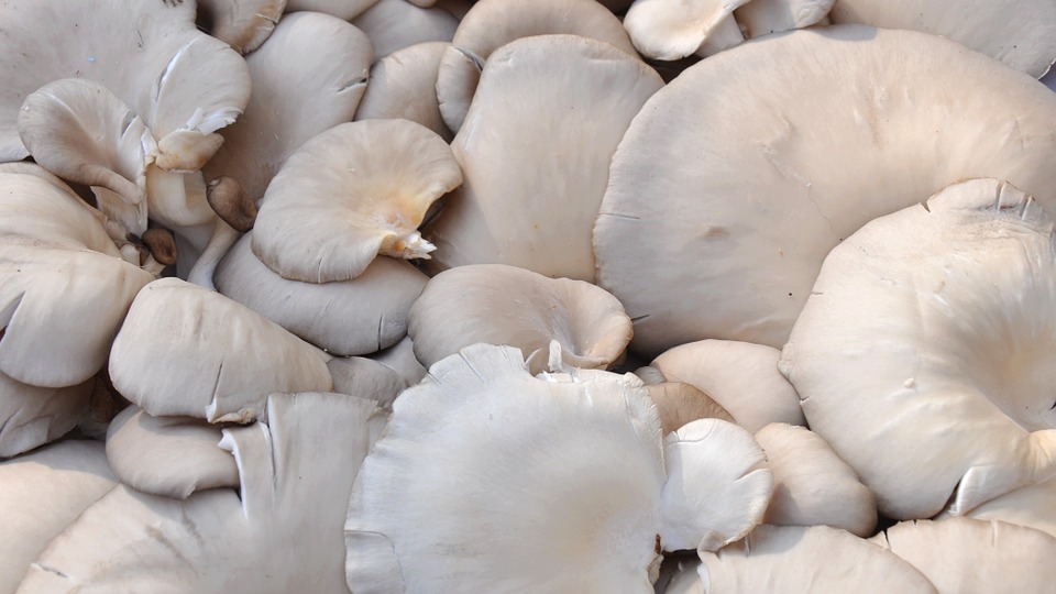 mushrooms