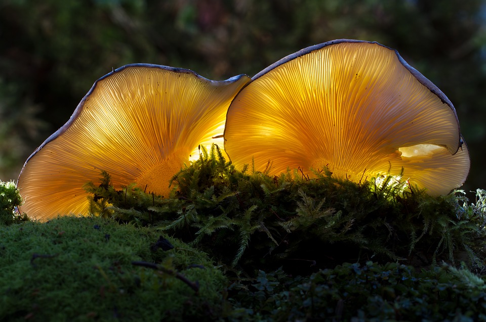 mushrooms