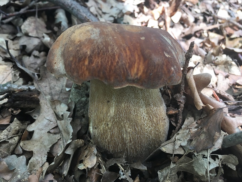 Boletus edulis