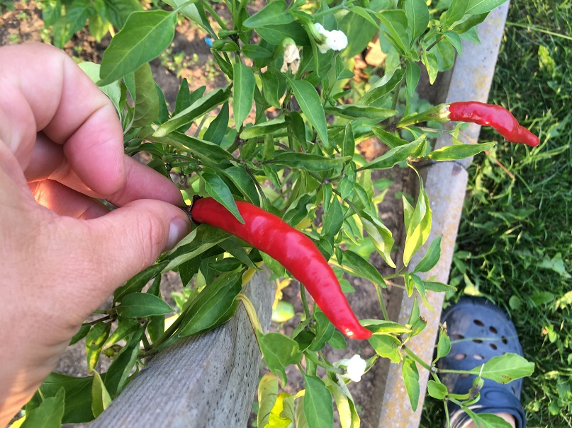 chilli