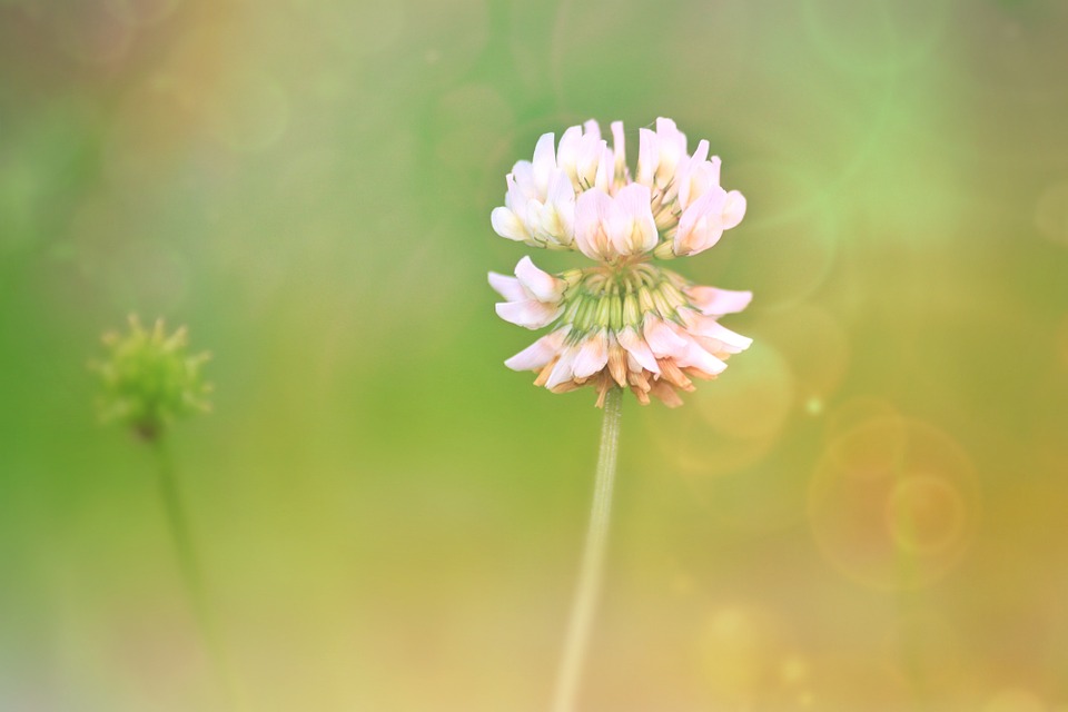 White clover 