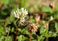 White clover