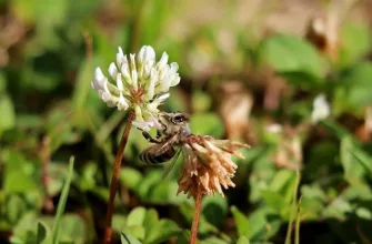 White clover