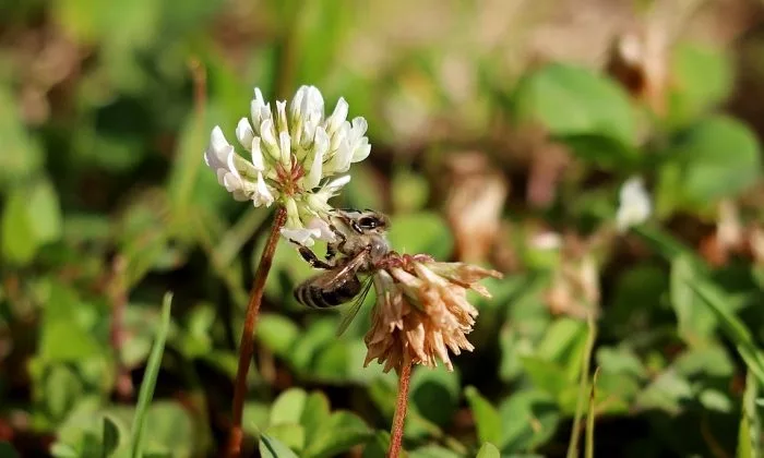 White clover